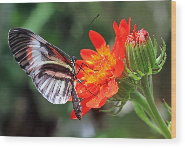 Butterfly Wood Print featuring the photograph Butterfly - orange by Larry Nieland