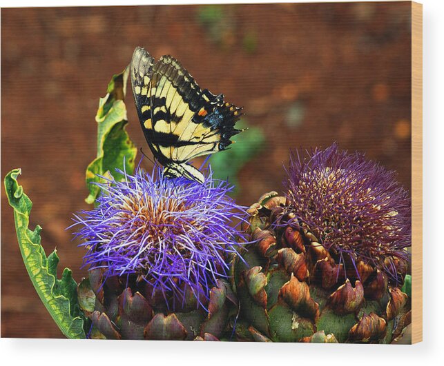 Usa Wood Print featuring the photograph Butterfly Blues by LeeAnn McLaneGoetz McLaneGoetzStudioLLCcom