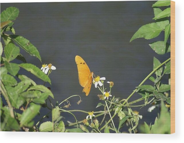 Butterfly Wood Print featuring the photograph Butterfly by Jerry Cahill