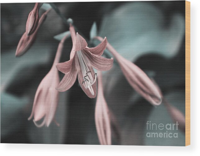 Lily Wood Print featuring the photograph Cladis 23 by Variance Collections