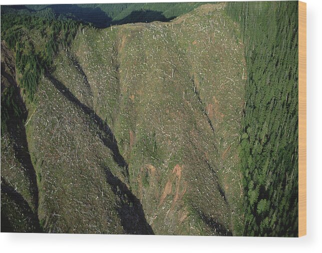 Mp Wood Print featuring the photograph Clear Cutting, Olympic National Park by Mark Moffett