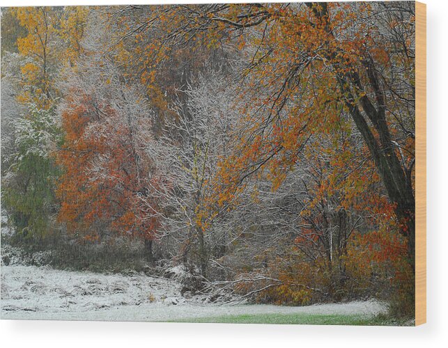 Fall Leaves Wood Print featuring the photograph Color Caught in the Snow by Gregory Blank
