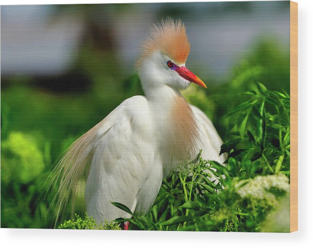 Cattle Wood Print featuring the photograph Colorful Cattle Egret by Bill Dodsworth