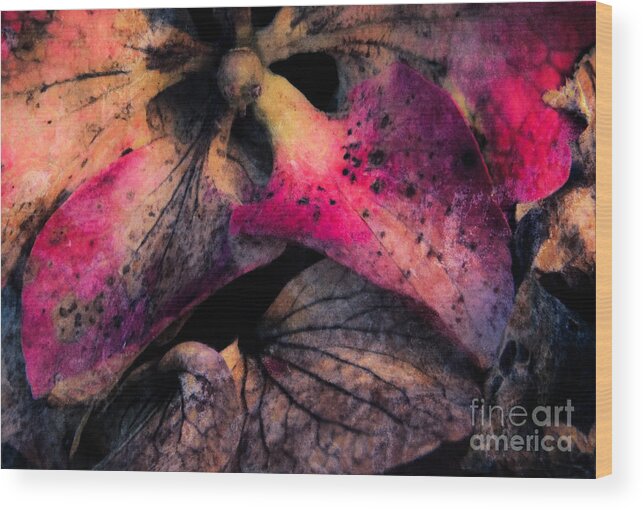 Colorful Wood Print featuring the photograph Colorful Hydrangea abstract. by Emilio Lovisa