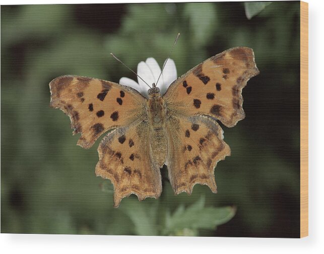 Npl Wood Print featuring the photograph Comma Polygonia C-album, Germany by Hans Christoph Kappel