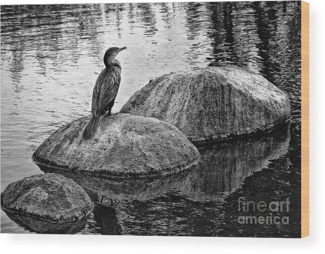 Cormorant Wood Print featuring the photograph Cormorant on Rocks by Jim Moore