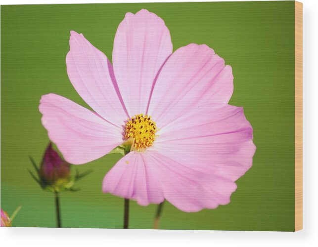 Cosmos Wood Print featuring the photograph Cosmos and Bud by Wanda Jesfield