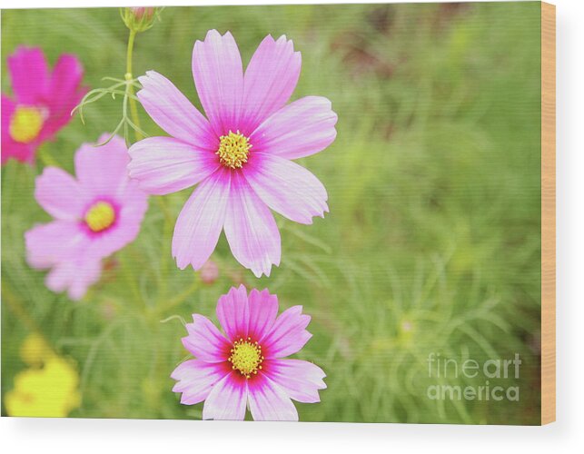 Flowers Wood Print featuring the photograph Cosmos Explosion by Ken Williams