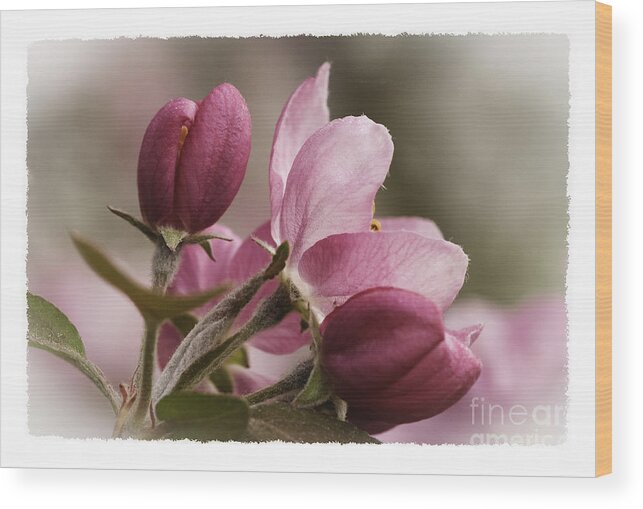 Blossom Wood Print featuring the photograph Crab Apple Blossoms II by David Waldrop
