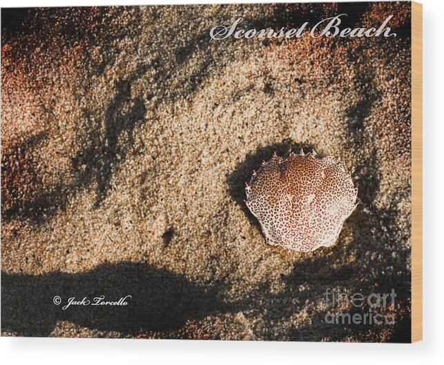 Nantucket Wood Print featuring the photograph Crab Shell 'Sconset Beach Nantucket by Jack Torcello