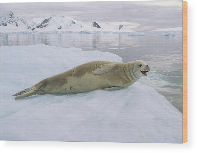 Mp Wood Print featuring the photograph Crabeater Seal Lobodon Carcinophagus by Konrad Wothe