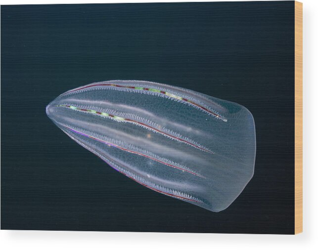 00445264 Wood Print featuring the photograph Ctenophore Beroe Forskalii Nine Mile Bank by Richard Herrmann