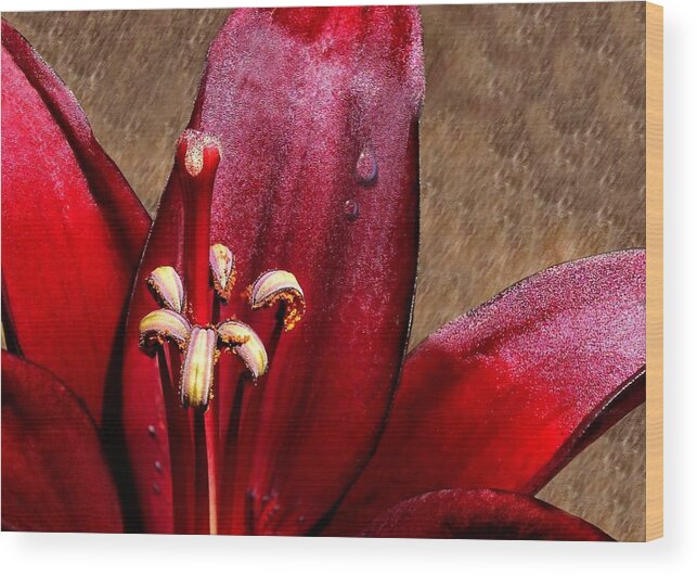 Red Lily Wood Print featuring the photograph Dark Red Lily with Dewdrop by Tracie Schiebel