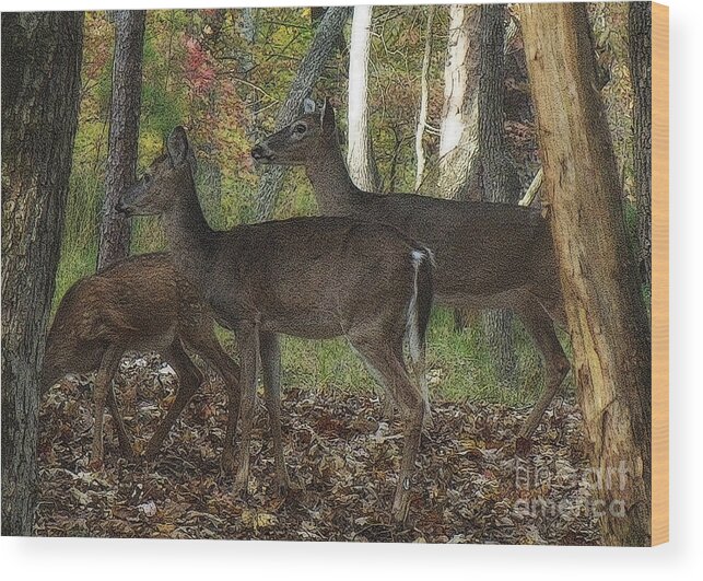Deer Wood Print featuring the photograph Deer in Forest by Lydia Holly