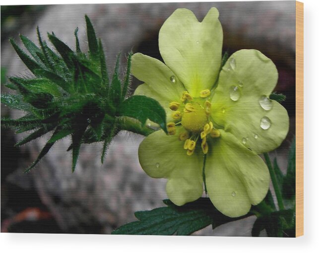 Yellow Wood Print featuring the photograph Delicate Droplets by Kim Galluzzo