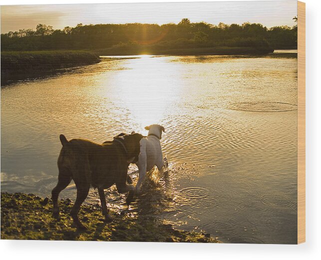 Boxer Wood Print featuring the photograph Dogs at Sunset by Stephanie McDowell