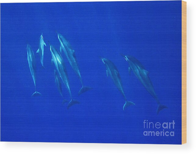 Spinner Dolphin Wood Print featuring the photograph Dolphins in the Bay by Bette Phelan