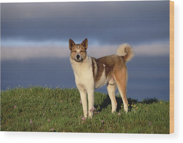 Mp Wood Print featuring the photograph Domestic Dog Canis Familiaris, Taymyr by Konrad Wothe