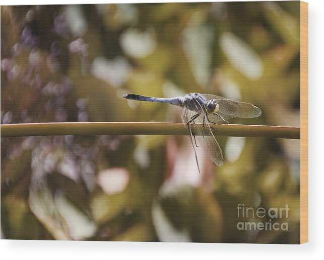 Dragonfly Wood Print featuring the photograph Dragonfly by Kym Clarke
