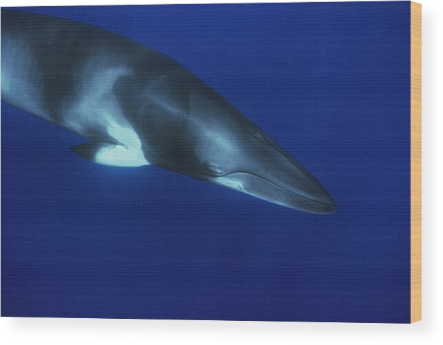 00129700 Wood Print featuring the photograph Dwarf Minke Whale Western Australia by Flip Nicklin