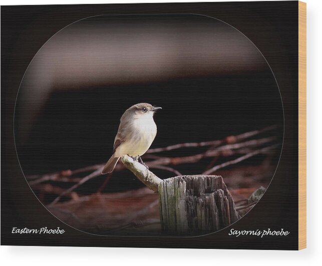 Eastern Phoebe Wood Print featuring the photograph Eastern Phoebe - Sayornis phoebe by Travis Truelove