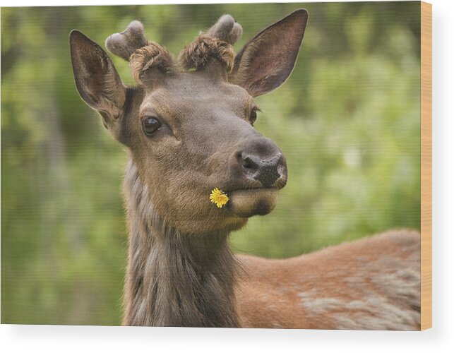 Big Animal Wood Print featuring the photograph Elk Cervus Canadensis With Dandelion In by Philippe Widling