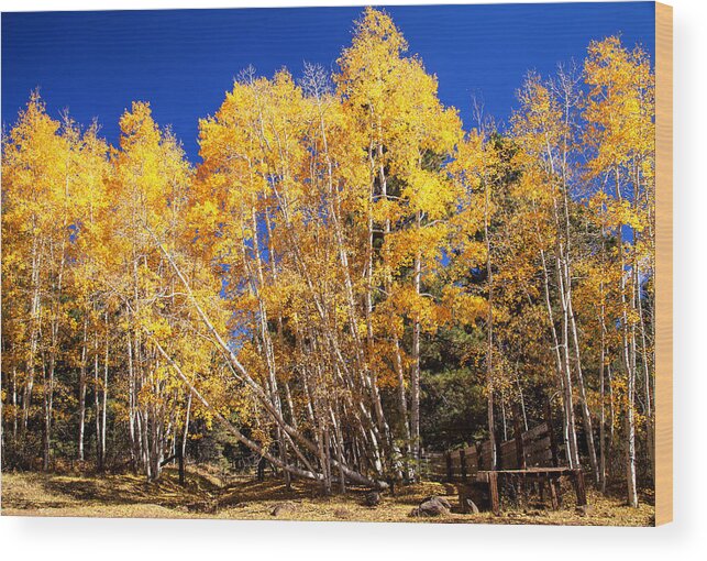 Fall Wood Print featuring the photograph Fallen Aspens by James Bethanis