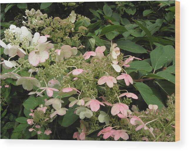 Hydrangea Wood Print featuring the photograph FALLing into pastels by Kim Galluzzo