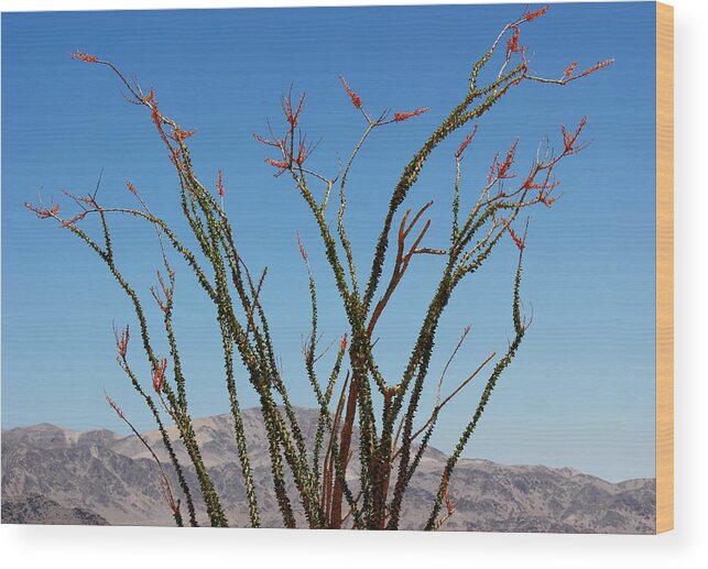 Ocotillo Wood Print featuring the photograph Fingers to the Sky by Leigh Meredith