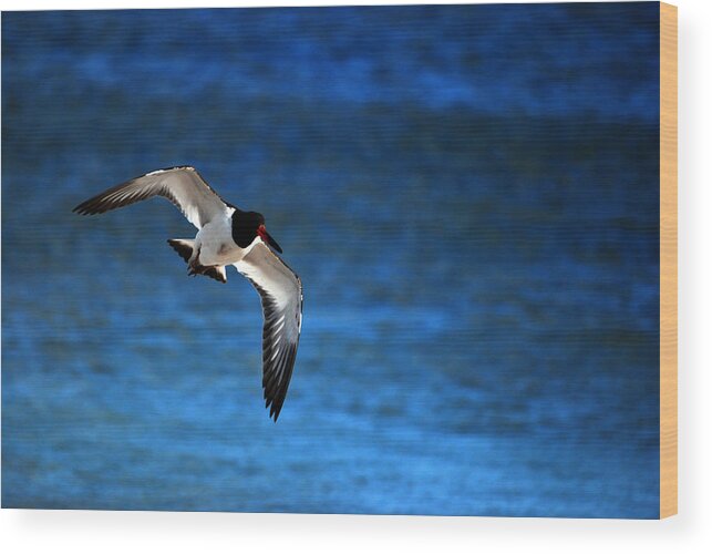 Oystercatcher Wood Print featuring the photograph Flight of the Oystercatcher by Lori Tambakis