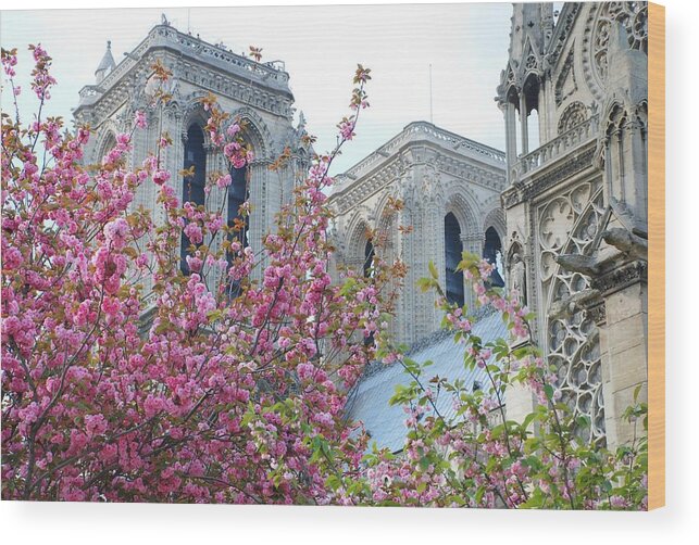 Notre Dame Wood Print featuring the photograph Flowering Notre Dame by Jennifer Ancker