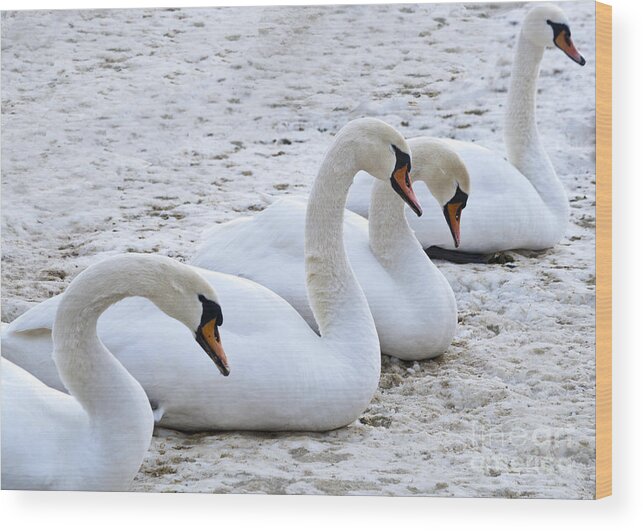 Winter Wood Print featuring the photograph Four Graces waiting for the Spring by Heiko Koehrer-Wagner