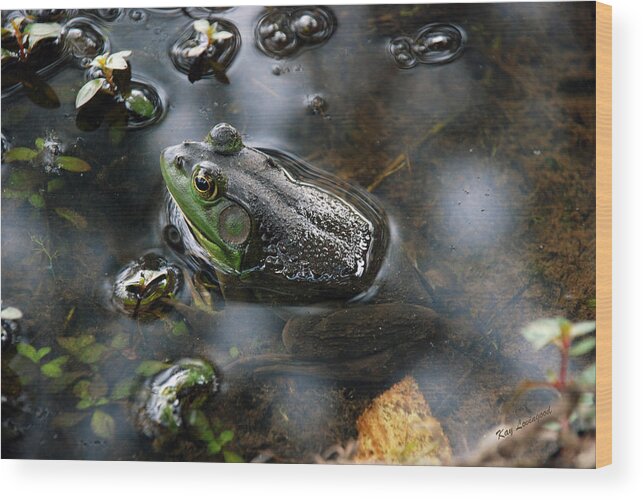Green Frog Wood Print featuring the photograph Frog in the Millpond by Kay Lovingood