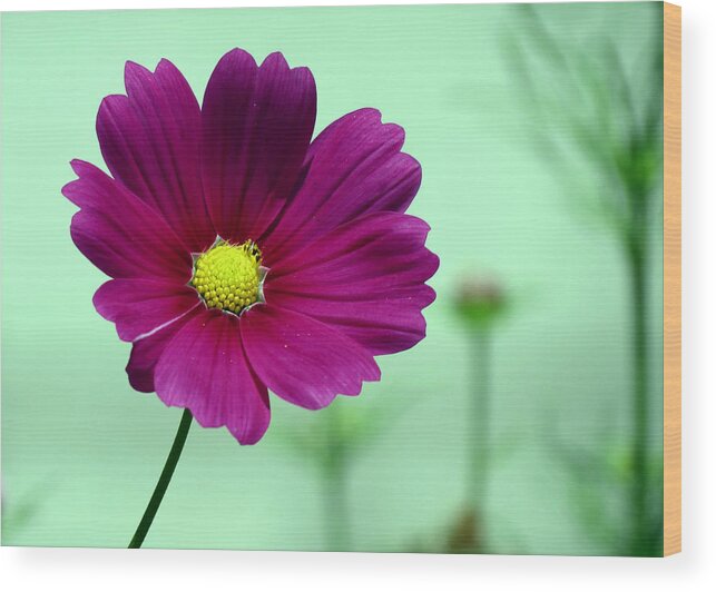 Cosmos Wood Print featuring the photograph Fuschia by Janice Drew