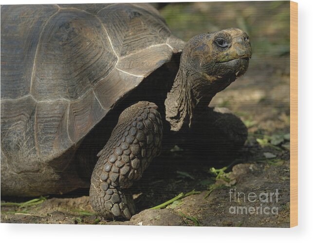 Shade Wood Print featuring the photograph Galapagos giant tortoise by Sami Sarkis