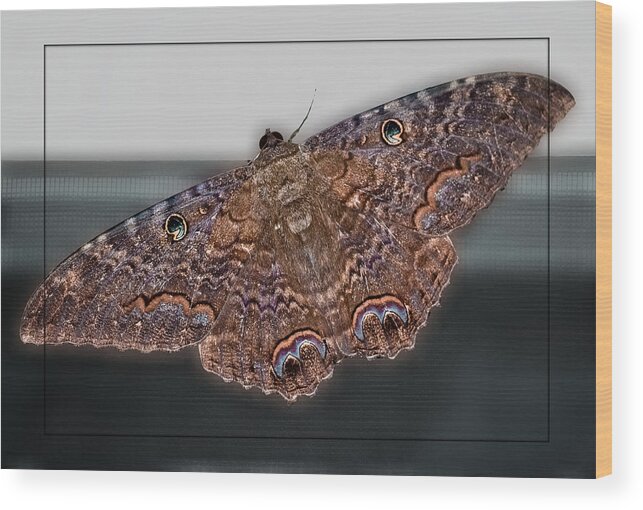 Moth Wood Print featuring the photograph Giant Moth by DigiArt Diaries by Vicky B Fuller