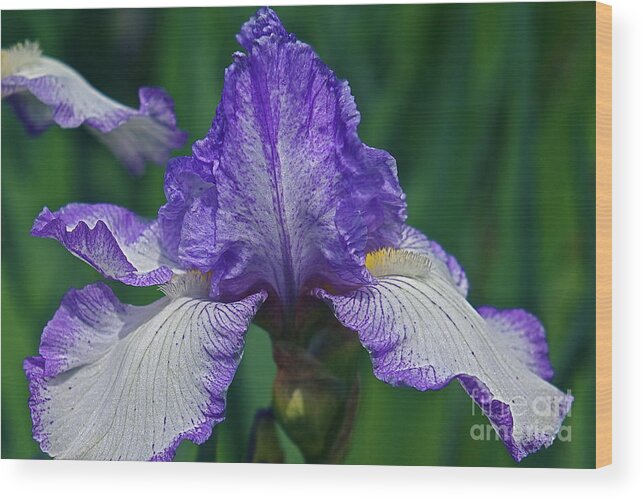 Iris Wood Print featuring the photograph Glorious Iris by Byron Varvarigos