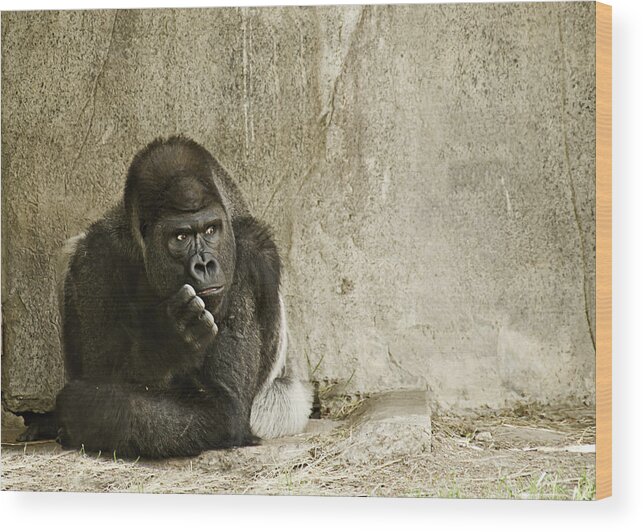 Animals Wood Print featuring the photograph Gorilla in Thought by Melany Sarafis