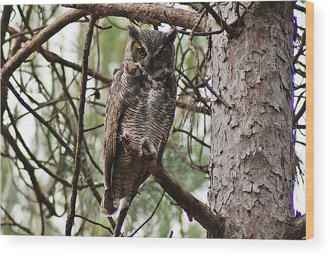 Great Horned Wood Print featuring the photograph Great Horned Owl IV by Joe Faherty