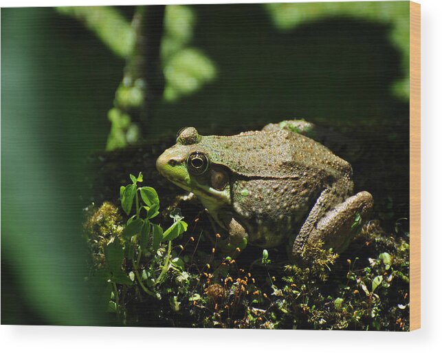 Green Wood Print featuring the photograph Green Frog Rana Clamitans by Rebecca Sherman