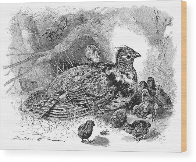 19th Century Wood Print featuring the photograph Grouse And Young by Granger