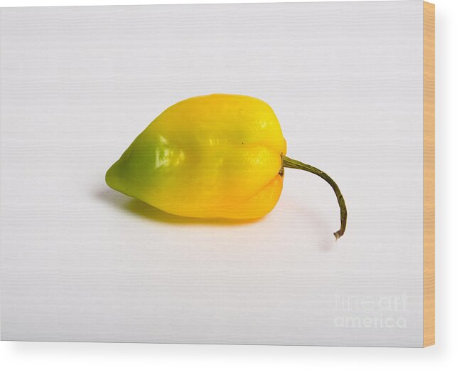 Chili Wood Print featuring the photograph Habanero Chili Pepper by Photo Researchers, Inc.