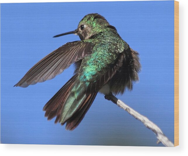 Hummingbird Wood Print featuring the photograph He Went That Way by Shane Bechler