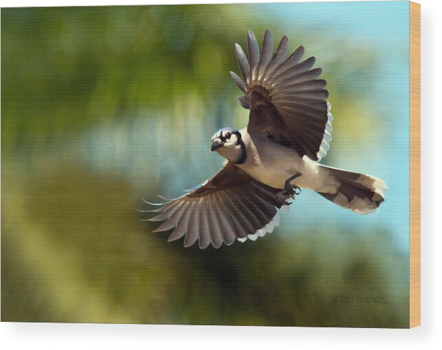 Bird Wood Print featuring the photograph Here I Come by Don Durfee