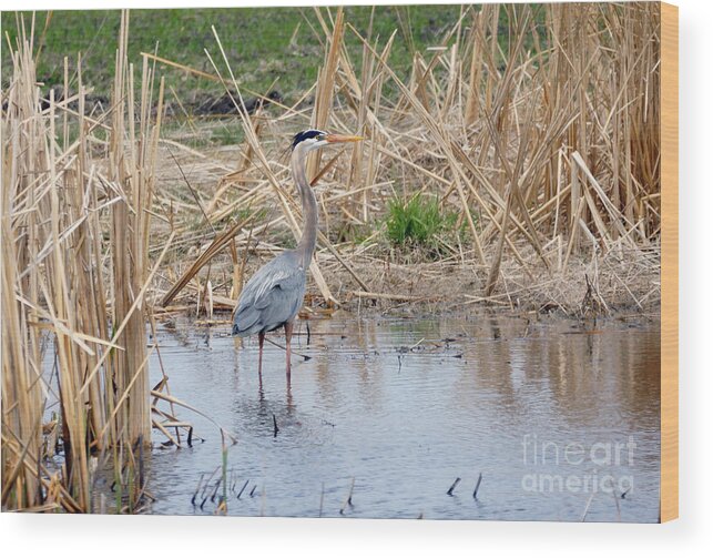 Heron Wood Print featuring the photograph Heron by Lori Tordsen