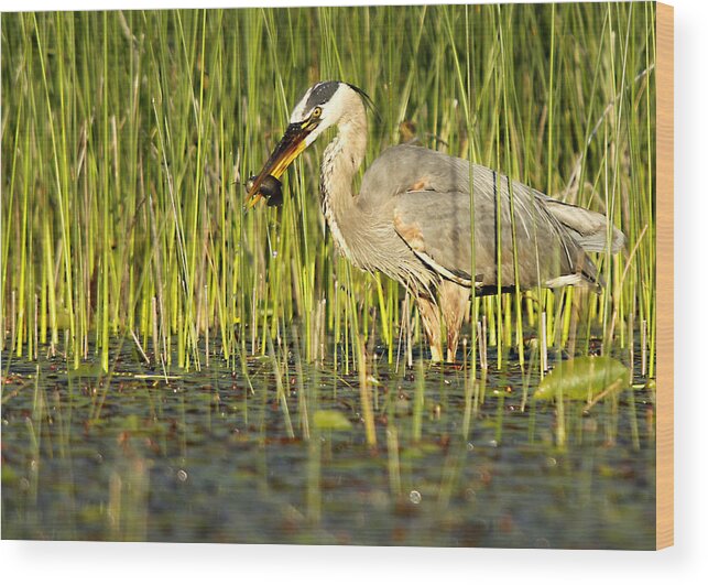 Great Blue Heron Wood Print featuring the photograph Heron's Snack by Mike Hainstock