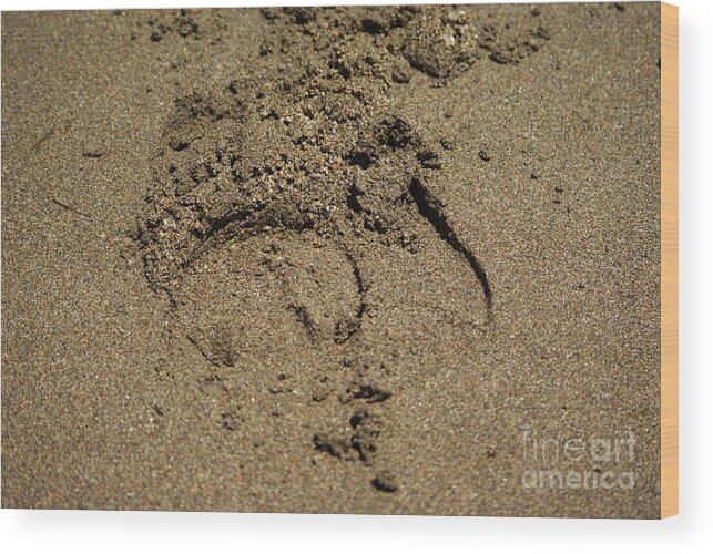 Hoofprint Wood Print featuring the photograph Hoofprint in the Sand by Lynda Dawson-Youngclaus