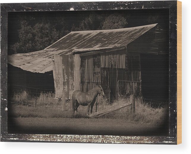 Horse Wood Print featuring the photograph Horse and Old Barn by Fran Woods