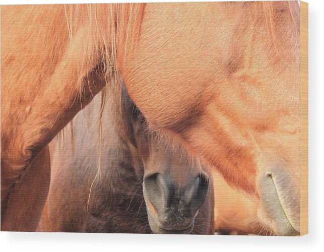 Horse Wood Print featuring the photograph Horse Hide 2 by Jim Sauchyn