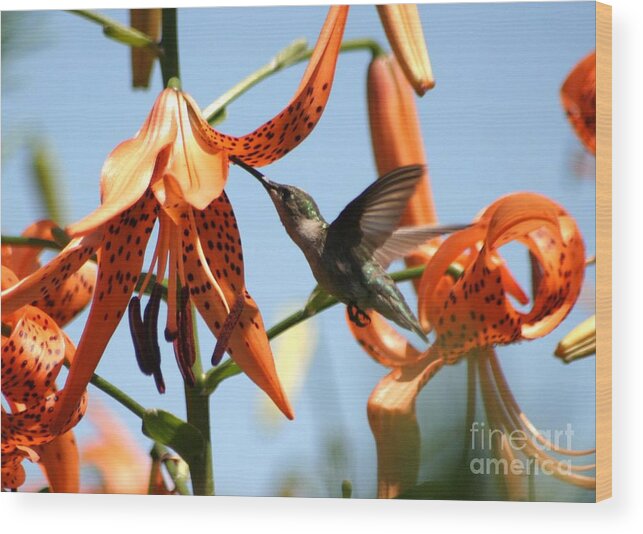 Birds Wood Print featuring the photograph Hummingbird Days by Living Color Photography Lorraine Lynch